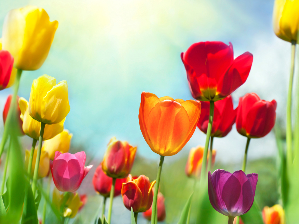 Special Spring Holidays